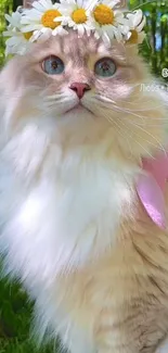 Cat with daisy crown in lush green background.