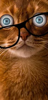 Adorable brown cat with large blue eyes and fashionable glasses.