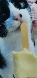 Adorable black and white cat with vanilla ice cream on a stick.