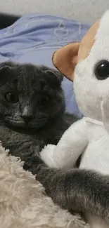 Gray Scottish Fold cat with plush toy cuddle.