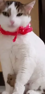 Fluffy white cat with red bandana sitting.