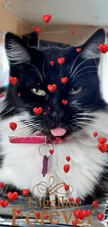 Adorable black and white cat with red hearts on mobile wallpaper.