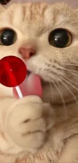 Adorable cat licking a colorful lollipop.