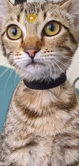 Brown tabby cat with yellow flower on forehead.