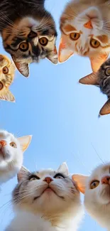 Circle of cats looking up at blue sky