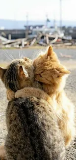 Two adorable cats hugging outdoors, creating heartwarming mobile wallpaper.