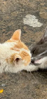 Two adorable cats touching noses on a stone background.