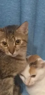 Two adorable cats sitting on a blue blanket.