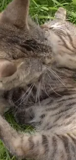 Adorable cats playing on vibrant green grass.