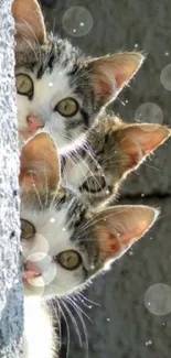 Three curious cats peeking around a stone wall.