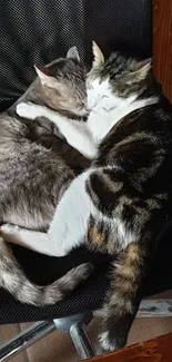 Two cuddling cats on chair, cozy vibe.