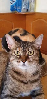 Adorable cats relaxing on a wooden table.