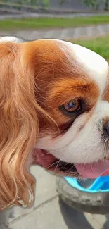 Cute Cavalier King Charles Spaniel in a sunny outdoor setting.