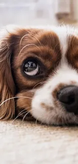 Close-up of a Cavalier King Charles Spaniel with brown fur.