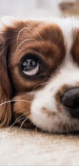 Close-up of Cavalier King Charles Spaniel with big eyes.