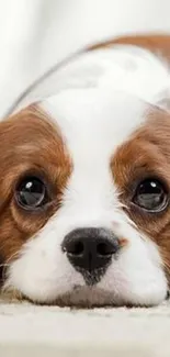 Adorable Cavalier King Charles Spaniel puppy lying on a soft surface.