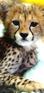 Cute cheetah cub relaxed with expressive eyes.