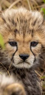 Close-up of an adorable cheetah cub in the grass, perfect for nature lovers.