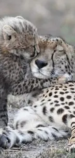 Cheetah cub snuggling with mother on grass.