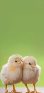 Two fluffy chicks against a light green background.