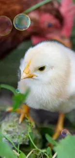 A cute fluffy chick exploring green grass and leaves.