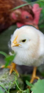 Cute fluffy chick walking in nature with greenery background.