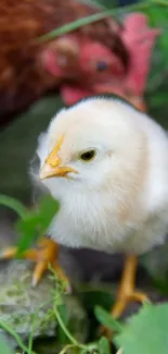 Cute fluffy chick on green grass mobile wallpaper.