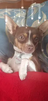 Adorable Chihuahua snuggled in red blanket with blue pillow background.