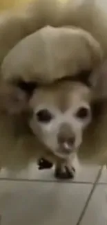 Chihuahua in a fluffy beige costume standing indoors.