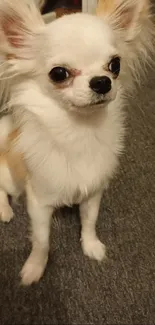 Cute fluffy Chihuahua sitting on gray carpet.