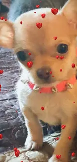 Adorable Chihuahua puppy with spiked collar on a quilted blanket.