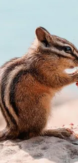 Chipmunk on a rock with a natural backdrop.