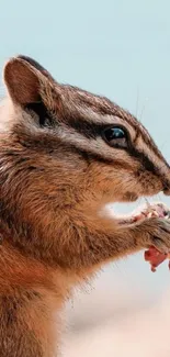 A chipmunk nibbling food with a light blue background.