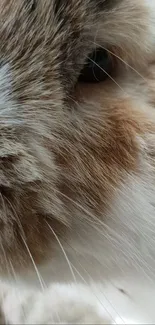 Close-up of a cute bunny with soft brown fur.