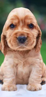 Light brown Cocker Spaniel puppy sitting adorably.