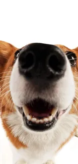 Close-up of a corgi's nose with white background.