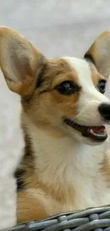 Adorable Corgi puppy mobile wallpaper.