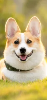 Adorable corgi dog lying on grass in sunlit meadow.