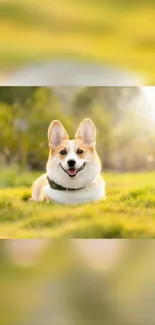 Adorable corgi sitting in a sunlit field.