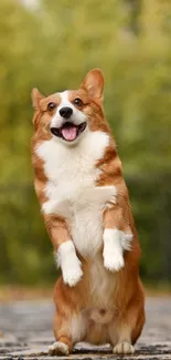 Cute corgi standing joyfully in a verdant nature background.