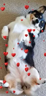 Playful Corgi laying on a beige carpet.