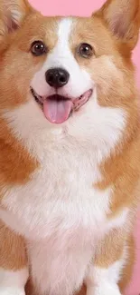 Cute corgi dog against a pink backdrop.