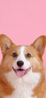 Adorable brown and white corgi dog with tongue out on a pink background.