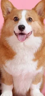 Corgi dog on pink background, tongue out.