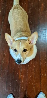 Adorable corgi standing on a wooden floor, looking up lovingly.