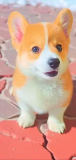 Adorable corgi puppy with vibrant orange fur.
