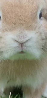 Adorable close-up of a cream bunny on grass.