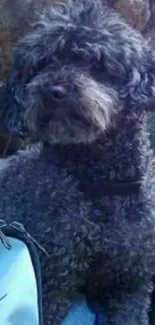 Curly-haired dog sitting outdoors.