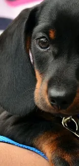 Close-up of a cute Dachshund puppy with black and tan fur.