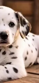 Adorable Dalmatian puppy resting on wooden floor.
